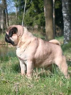 Mops - zadám kvalitní štěňata s PP, barva béžová